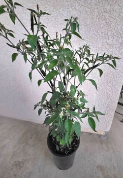 🌶️ Planta de Chile Cobra/ Black Cobra Pepper Plant🌶🌿