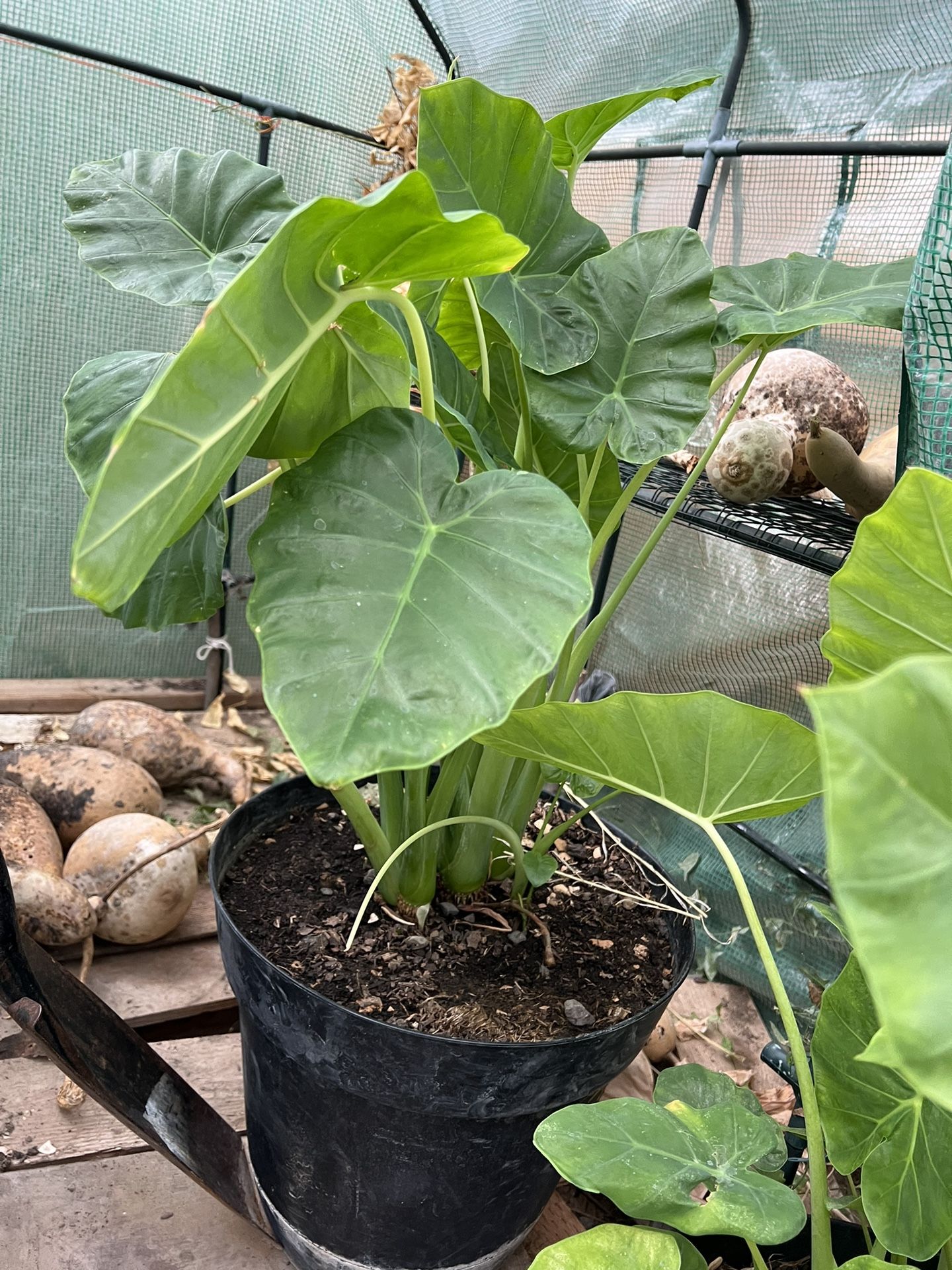 Elephant Ear Plant