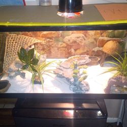 Lizard Tank