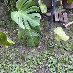 Plant