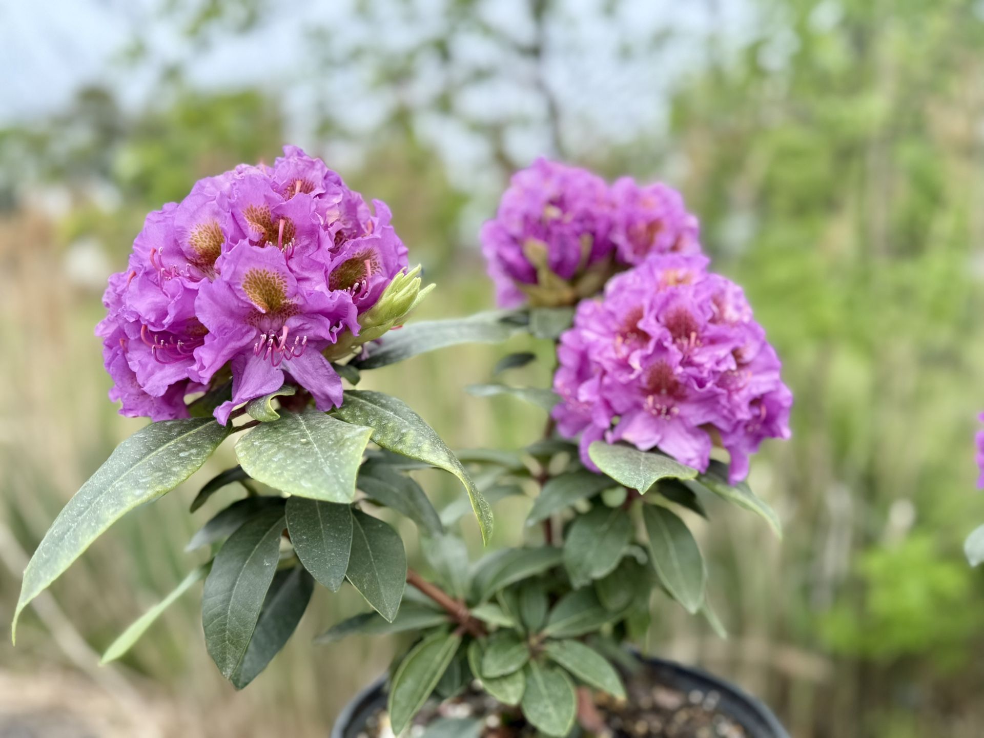 🪴 🌸 Dandy Man Pink Flowers 🌸 🪴