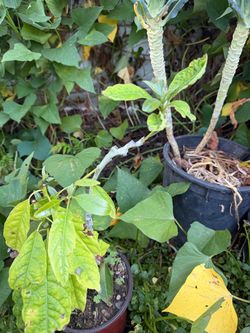 Grafted Fuerte Avocado Tree