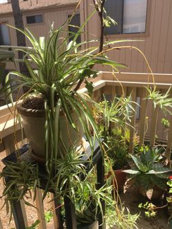 Spider plants