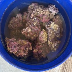 Salt Water Live Rock 