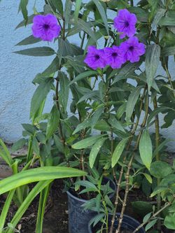 Plantas