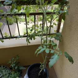 Tomato Plant