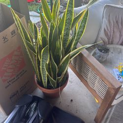 Large Snake Plate In Terracotta Pot