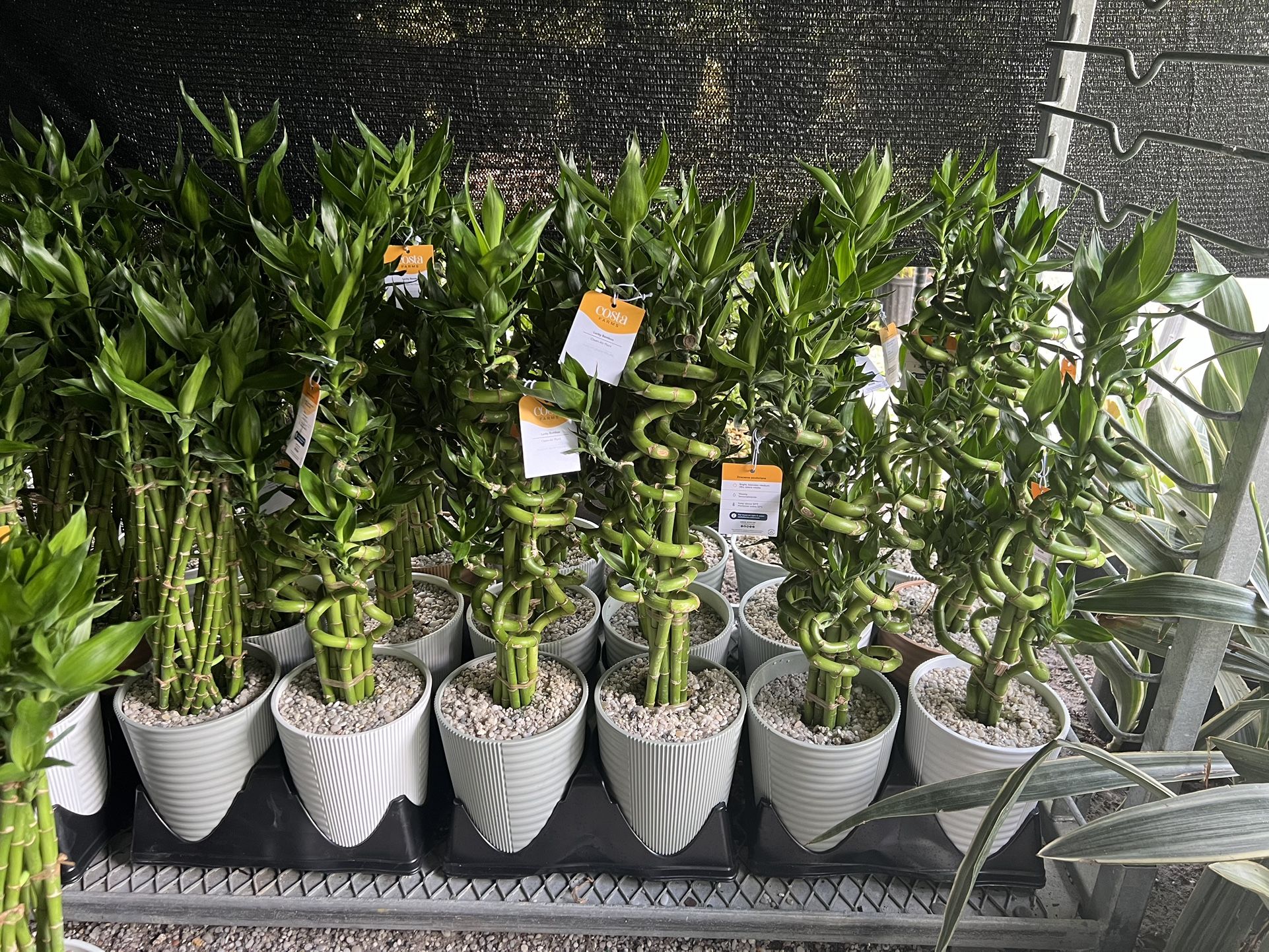 Lucky Bamboo In Ceramic Pot. SPECIAL PRICE 🤩