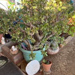 Succulent Plants Sizes And Type Vary 