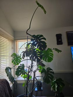 8 Foot Monstera