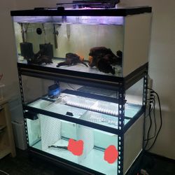 40 Gallon breeder Tanks