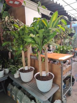 Dracaena Cane Plant