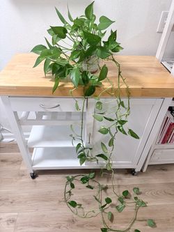 Beautiful long pothos