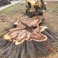 I do stump grinden gud prices molemos troncos buenos precios 