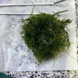 Java Moss