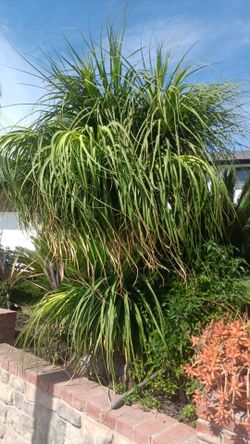 Elephant foot palm, agabe $500 for both