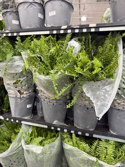 Ostrich 🌱 ferns