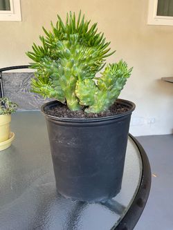 Opuntia Subulata Cristata. ( Eve’s Needle Crest.