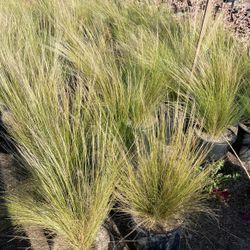 Mexican Feather Grass 