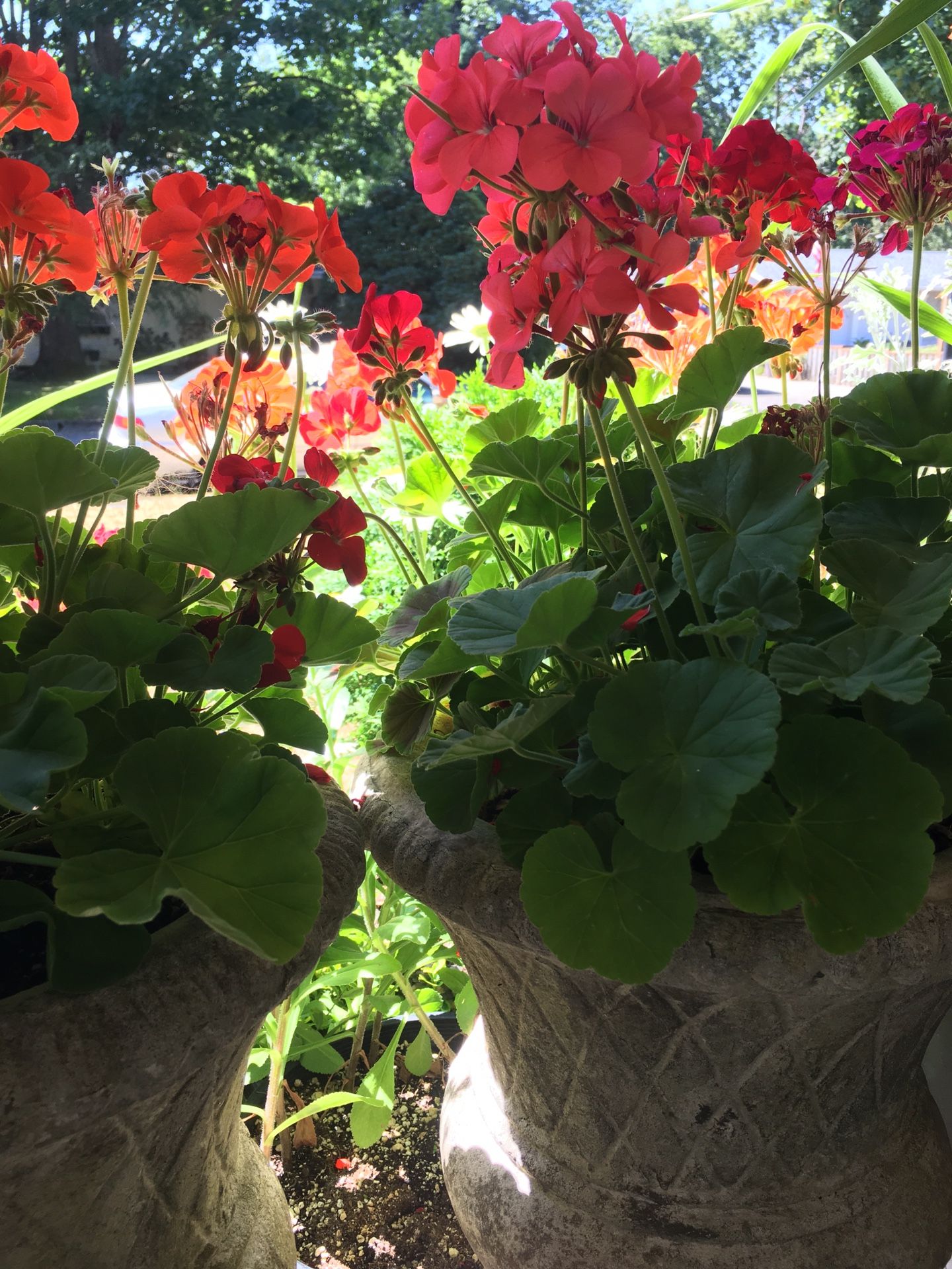 Flower Pot