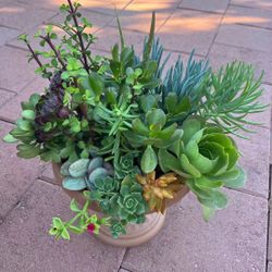 Beautiful Large Mix Succulents Plants Flowers In Pot Variety Bonsai Home Patio Yard Garden Lawn Design 