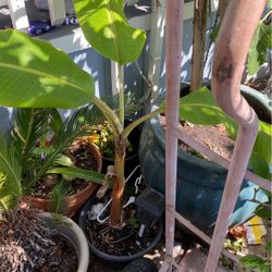 Banna Tree