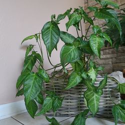 Arrow head Plant with basket - $50