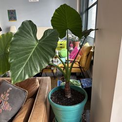 Statement Elephant Ear Plant in Hand-Painted Turquoise Planter – 16” Wide