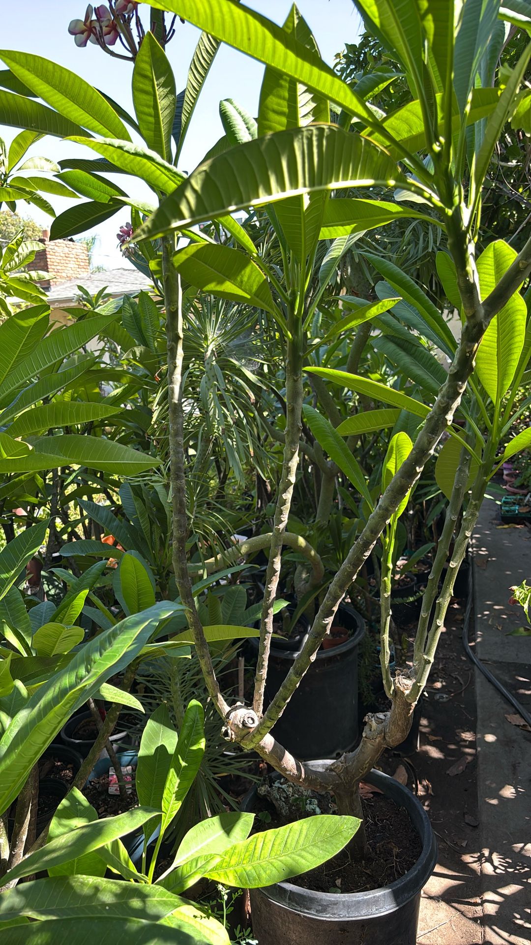 planta de plumeria mide 5 pies Y medio tiene 2 ramas Y esas 2ramas tienen