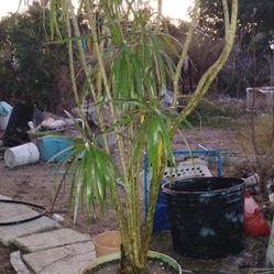 Dragon Tree Very Heavy