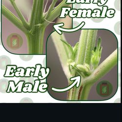 Any Gardeners Would Be Interest In Trade ? 