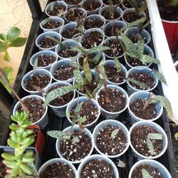 Lots Of Bbys N Zebra Plants 