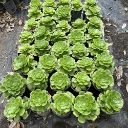 Succulents 