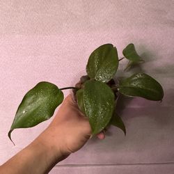 Philodendron Summer Glory (Starter plant) 