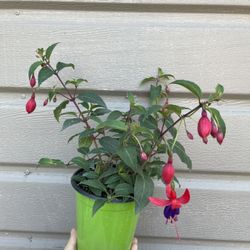 4” Fucshia Plant