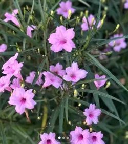 Mexican Petunia Plants