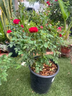 Red roses