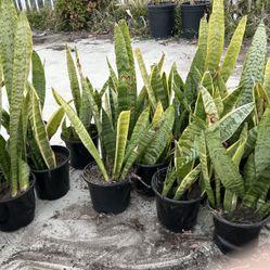 Snake Plant