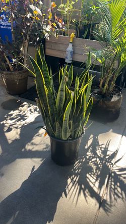 Snake plant
