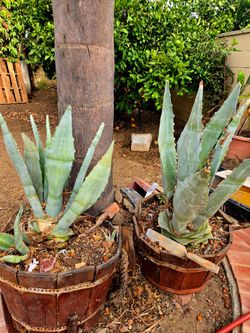 $20 FOR BOTH Large maguey plant