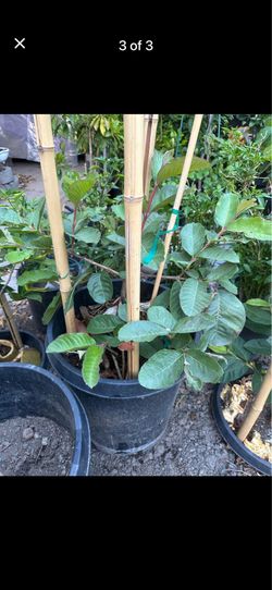 15 gallon Taiwan Ruby Guava Fruit Tree, cây ổi ruby Đài Loan ruột đỏ