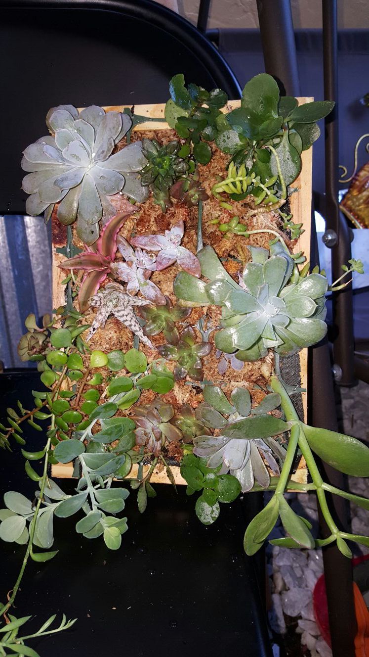Living wall succulent