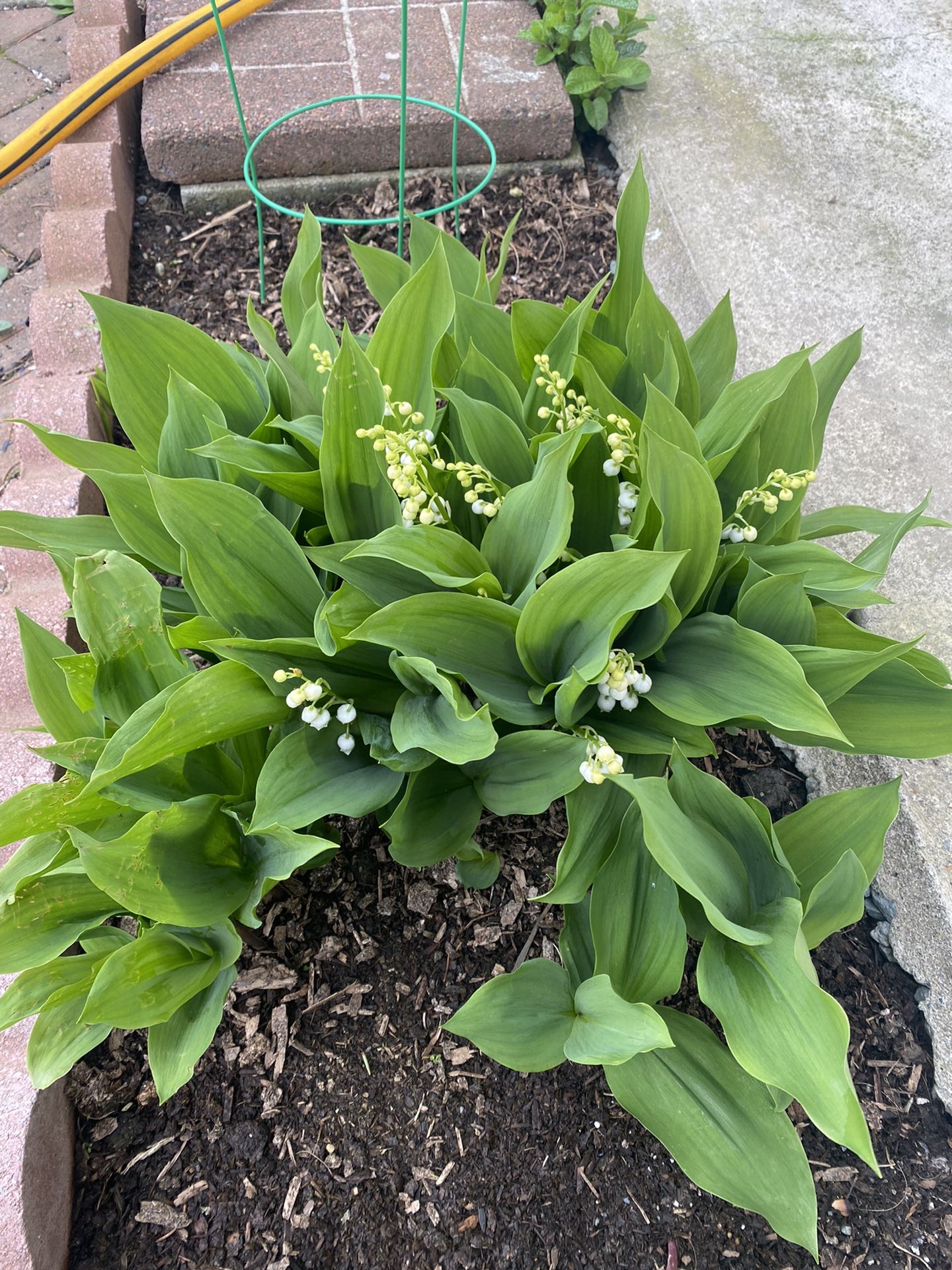 Lilies of the valley