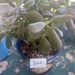 Beautiful Succulents  