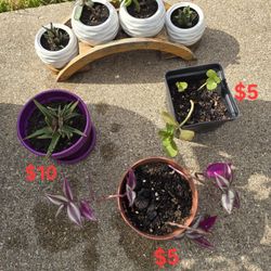 Plants For Sale