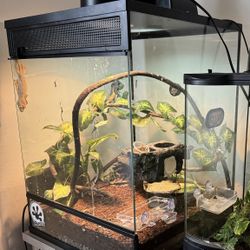 Reptile Tanks Complete Setup 