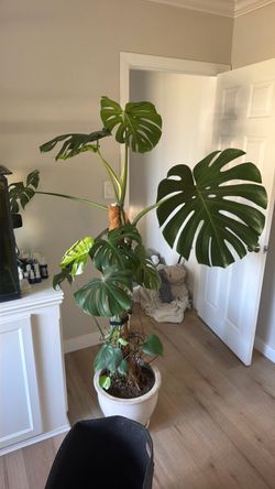 Large Monstera Deliciosa Plant