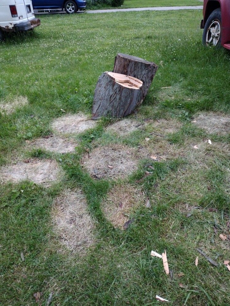Fresh Cut Tree Free