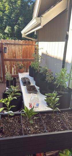 Pepper and Tomato Plants
