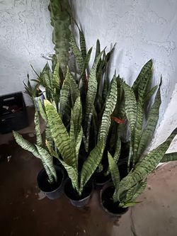 Senseverias indoor plants